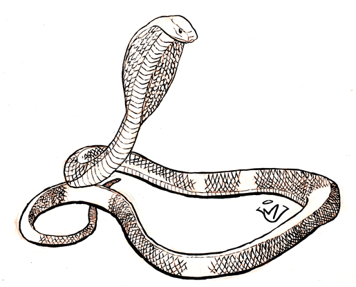 Poison - pen and ink drawing