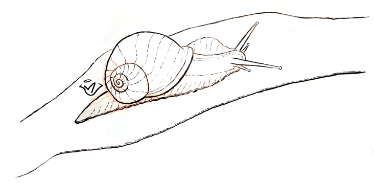 Slow - pen and ink drawing