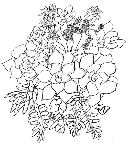 Star - pen and ink drawing