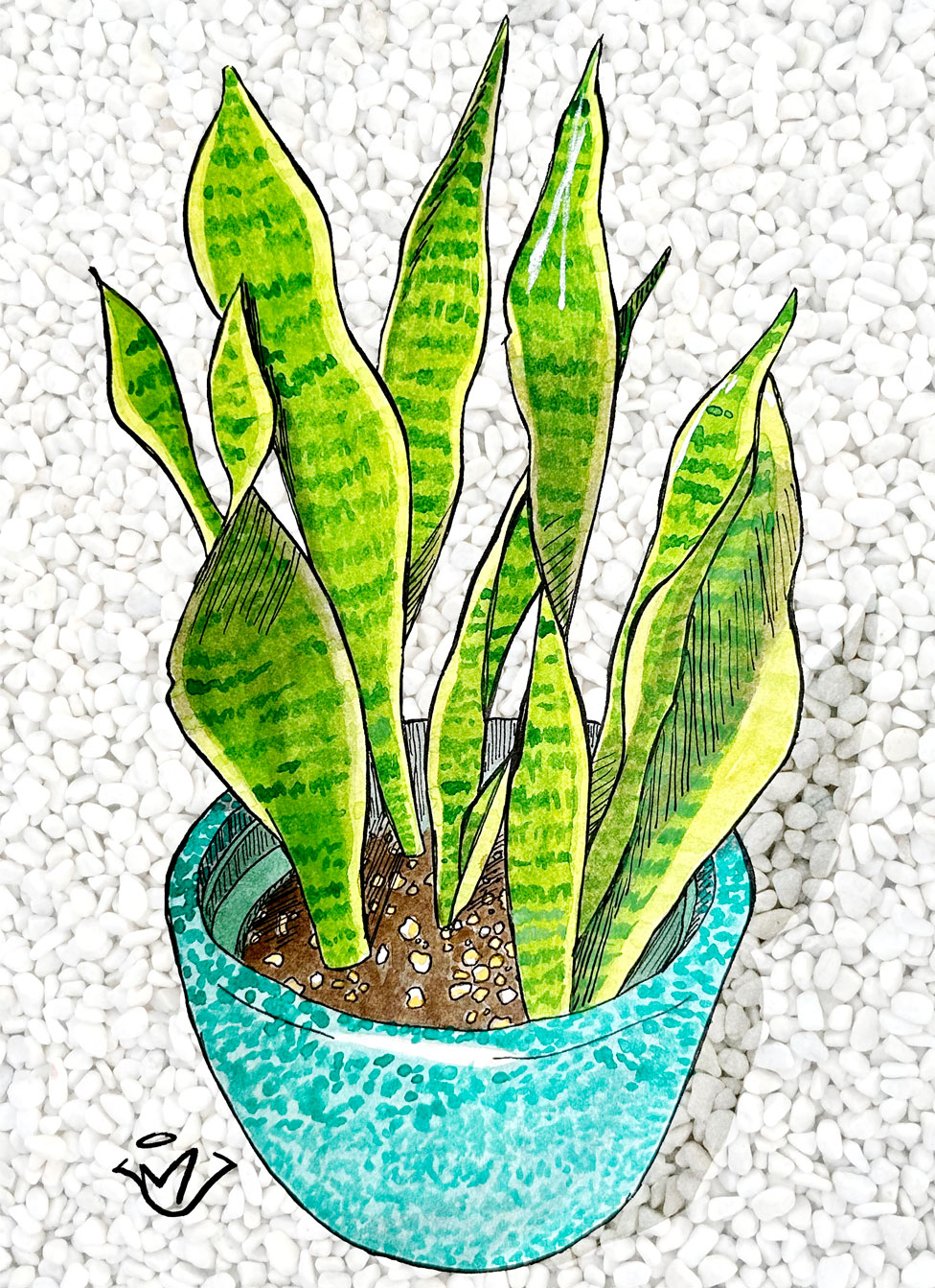Snake Plant